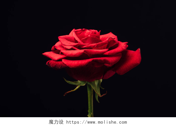 黑色背景下的红色玫瑰花关闭的美丽的红色玫瑰黑色孤立的看法